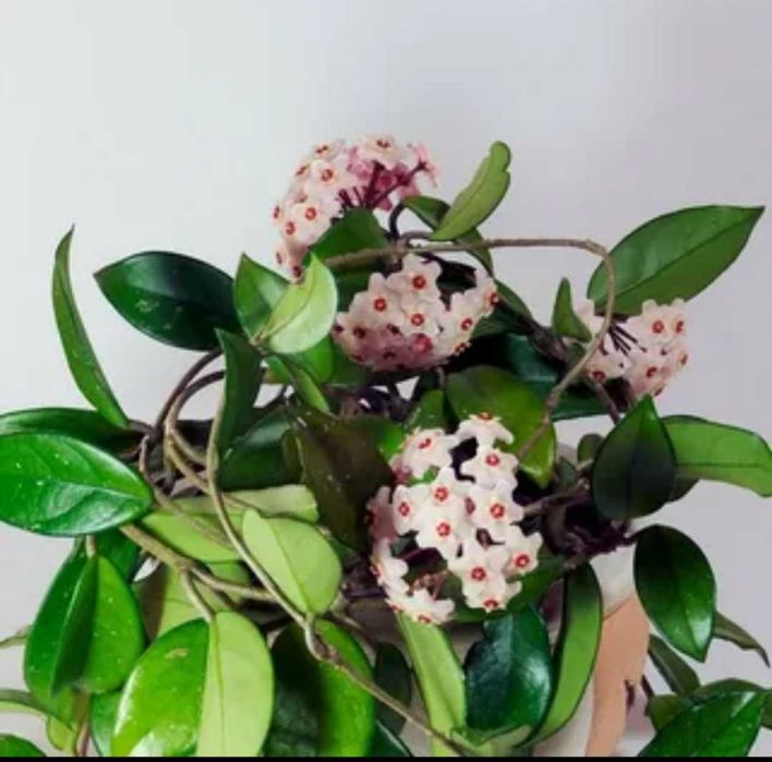 Цветы домашние  - адаптированные