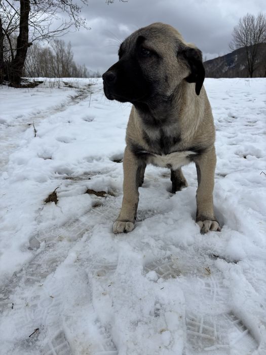 Kangal malakli cu pedigree