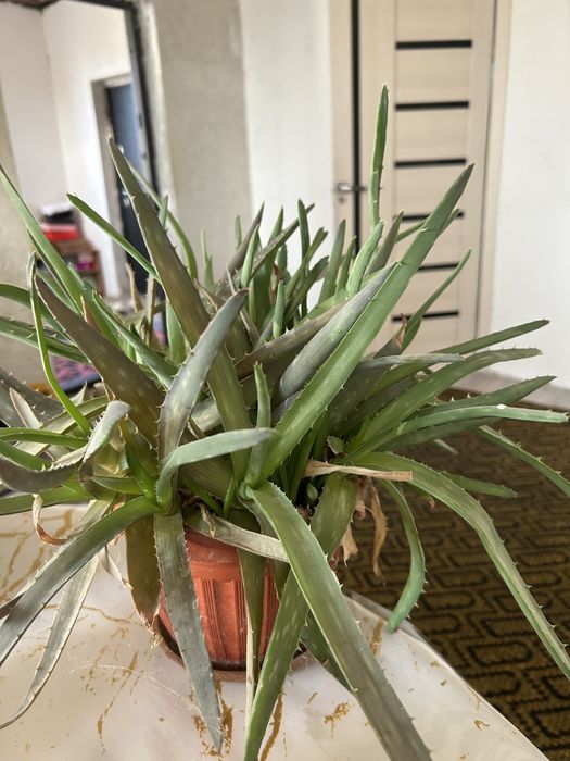 срочна рассада алоэ