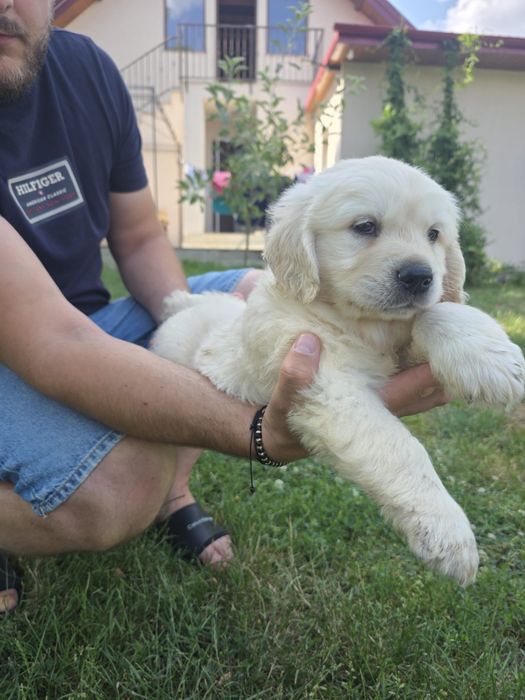 Golden retriever