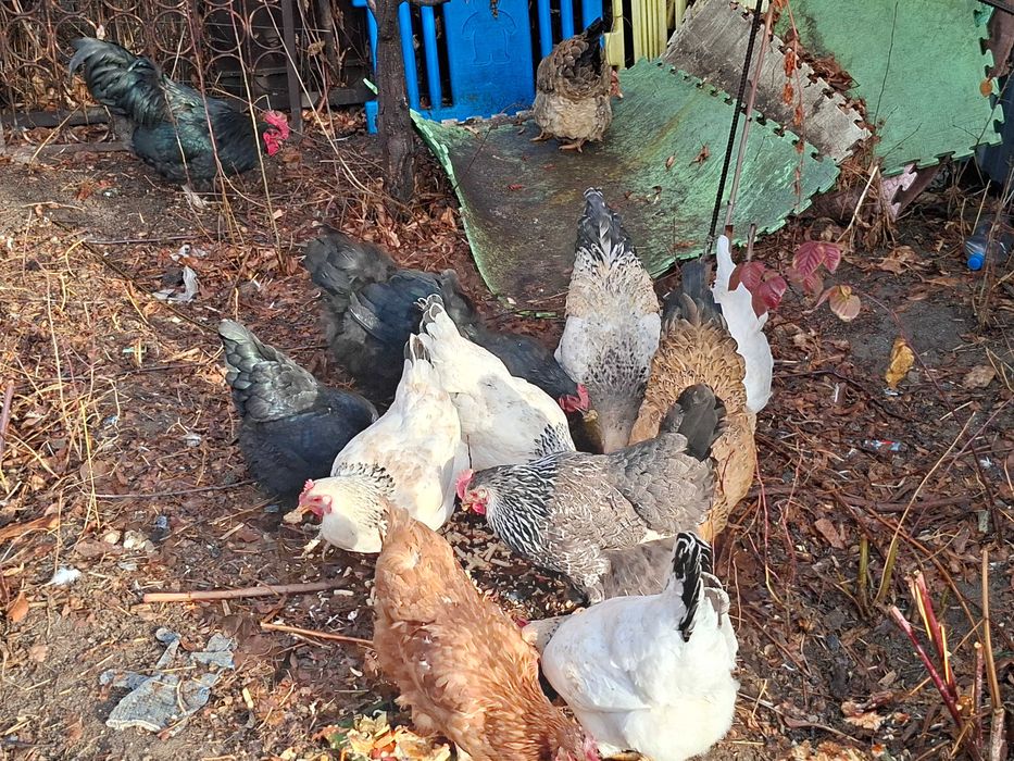 Продам курей 11 курей 2 питуха