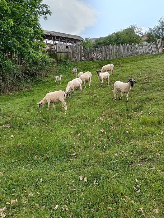 Vind oi cu miei mici,  oi cu miei mici berbeci și capre,miei de anul