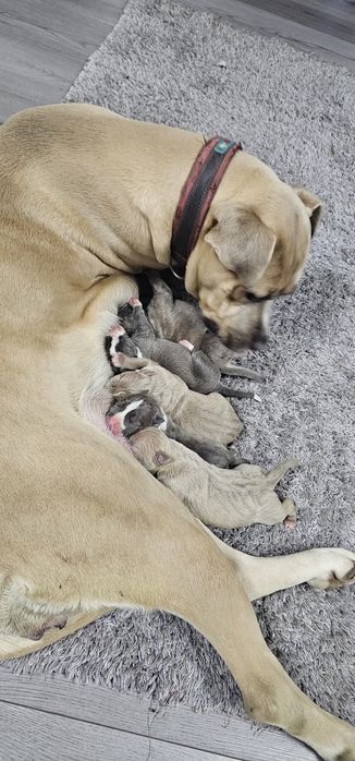 Puiuți de pitbul caută stăpâni