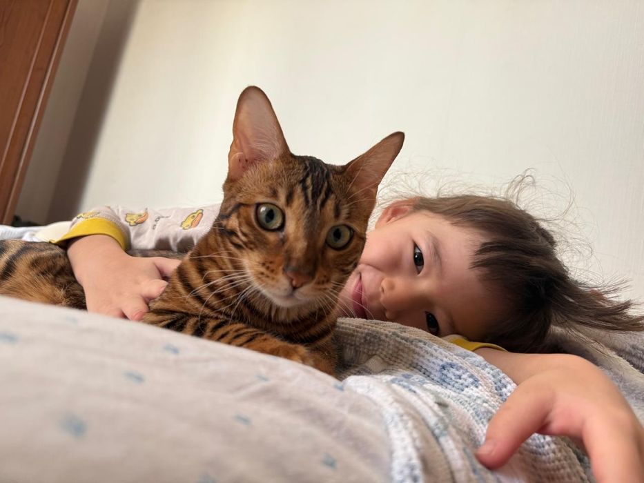 Бенгальские котята. Элитные крови!