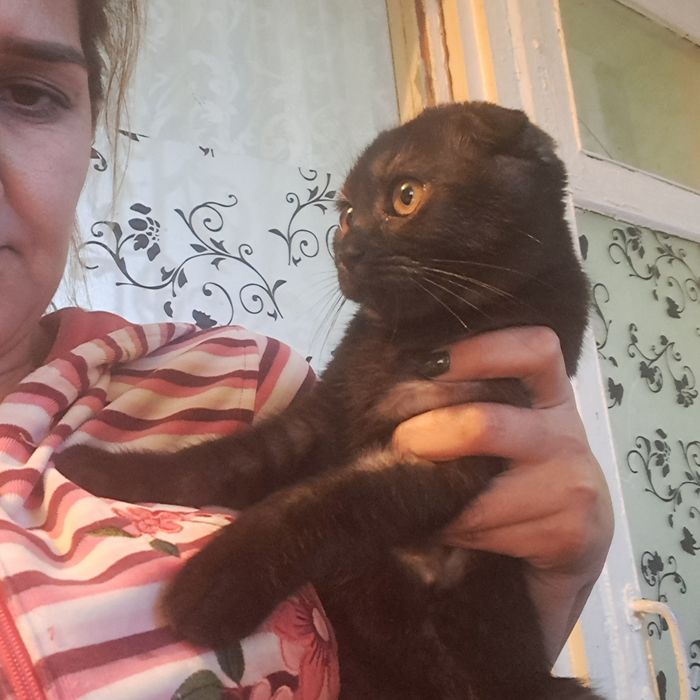 Каротка шерстный вислоухий