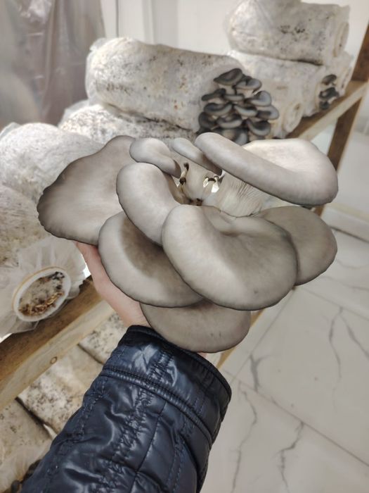 Экологически чистые грибы Вешенка