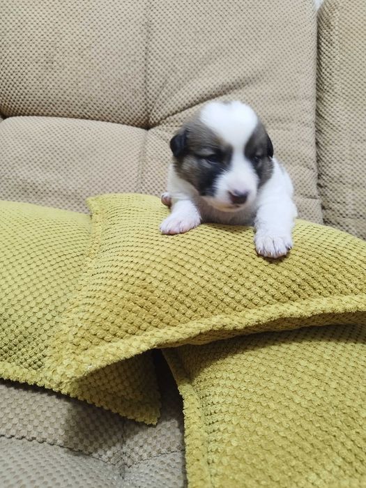 Щенок Джек Рассел терьер