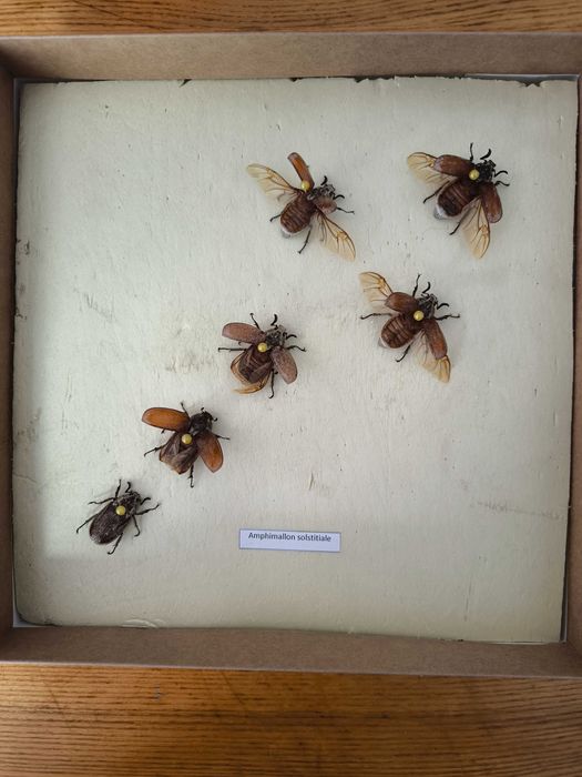 Картина Репина "Жук скаробей".