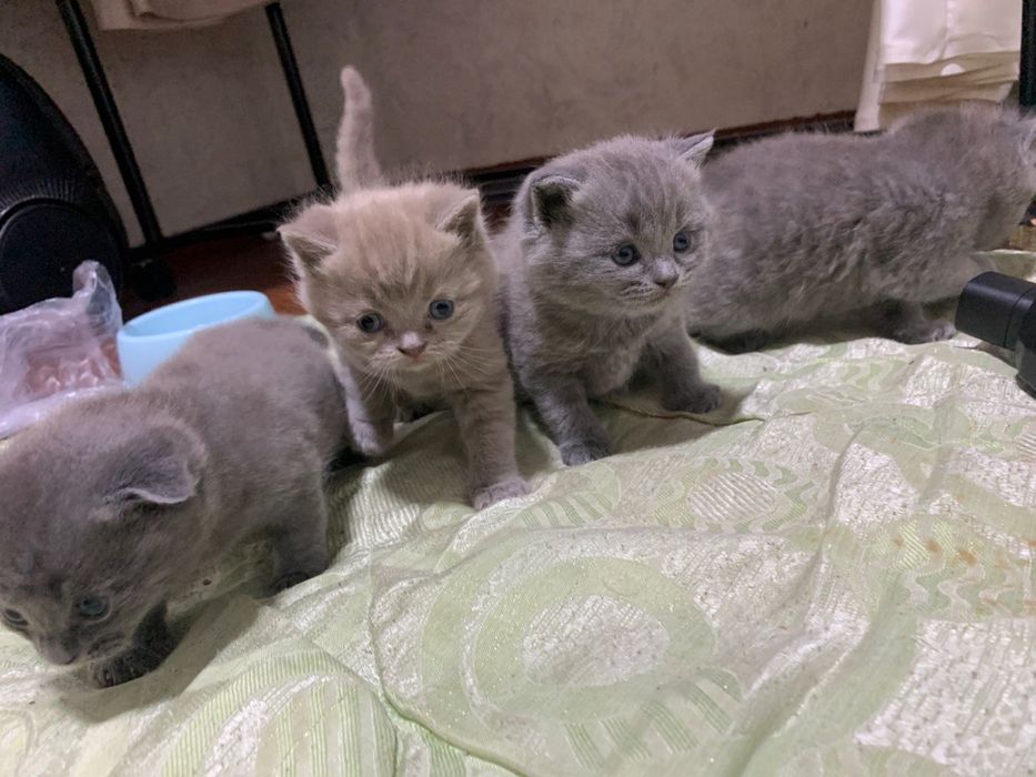 scottish fold and straight