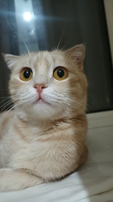 Отдам в добрые руки