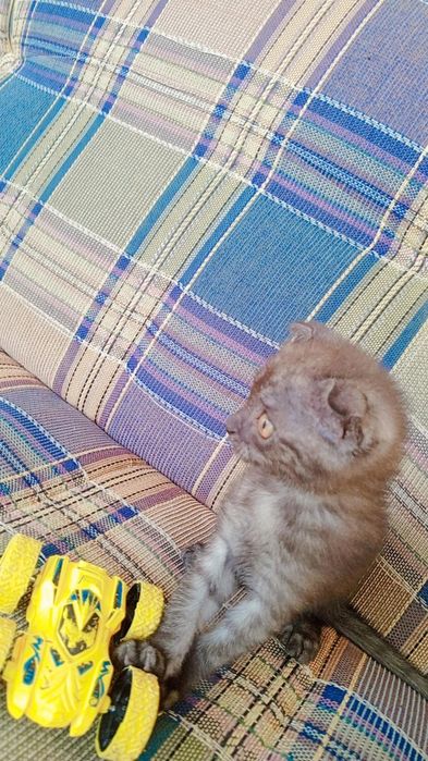 100/garantiya emlamalari boʻlgan uy mushugi juda aqili oʻyinqaroq