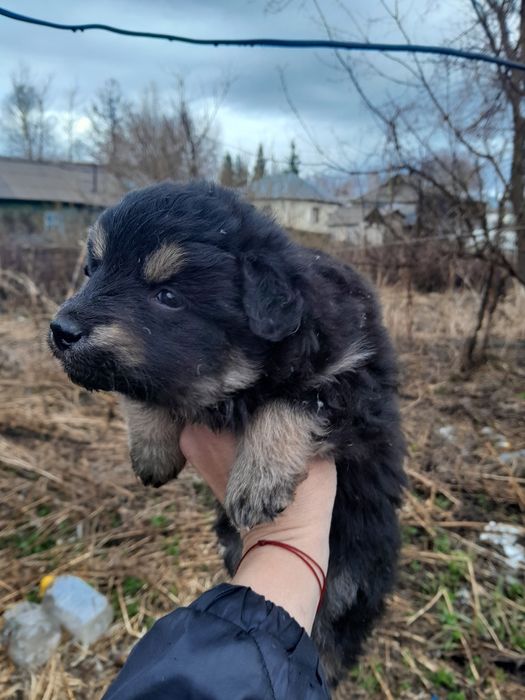 Отдам щенка в хорошие руки