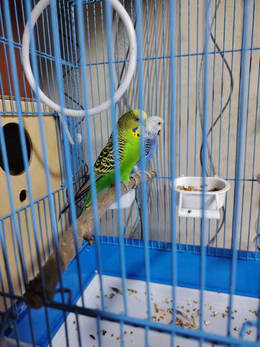 Волнистые папугаи