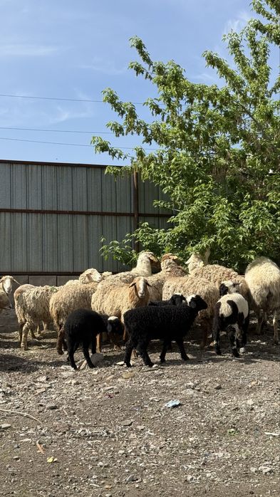 Продам баран оптом