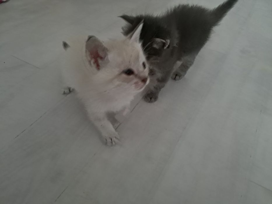 Котята отдам в добрые руки