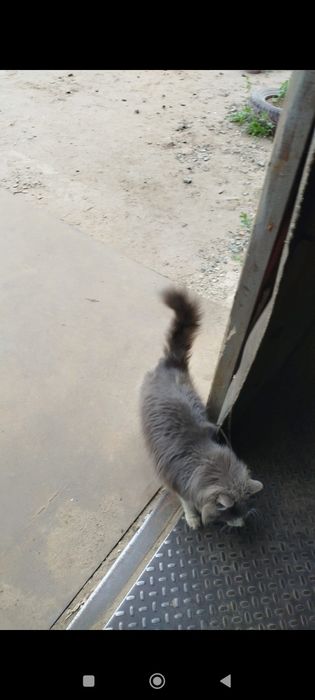 Отдам кота в хорошие руки