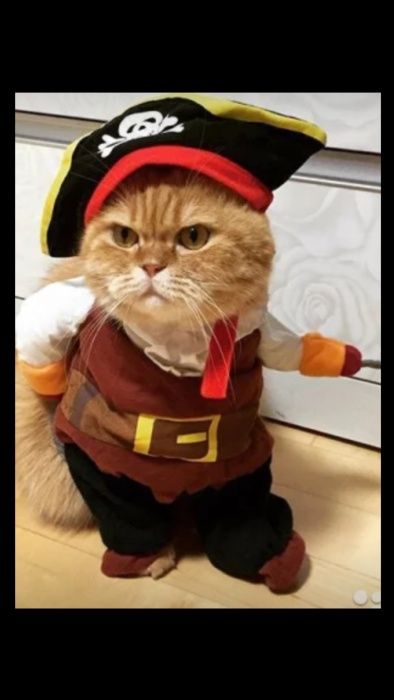 Костюмчик для котика. На хэллоуин.