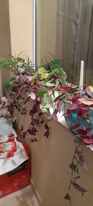 Цветя-алое, традесканция лилава и трицветна, калезия