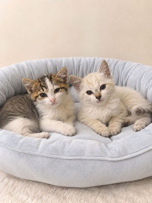 Котята ждут лучшие  ручки