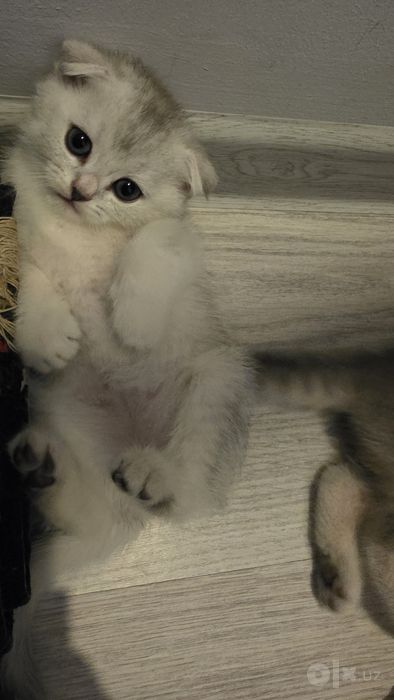 Срочно! Продяю котят. 3 TA MUSHUKCHA SOTILADI!