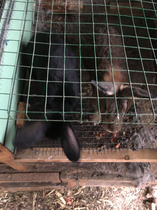 Quyib sotiladi Flander