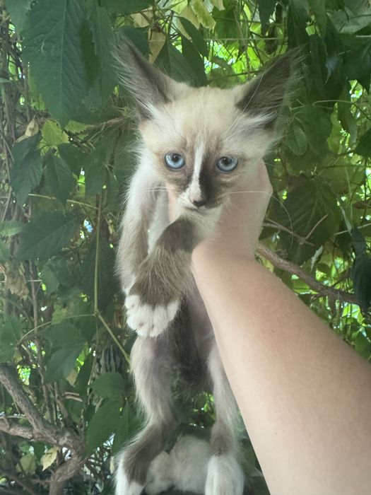Отдам котят в добрые руки