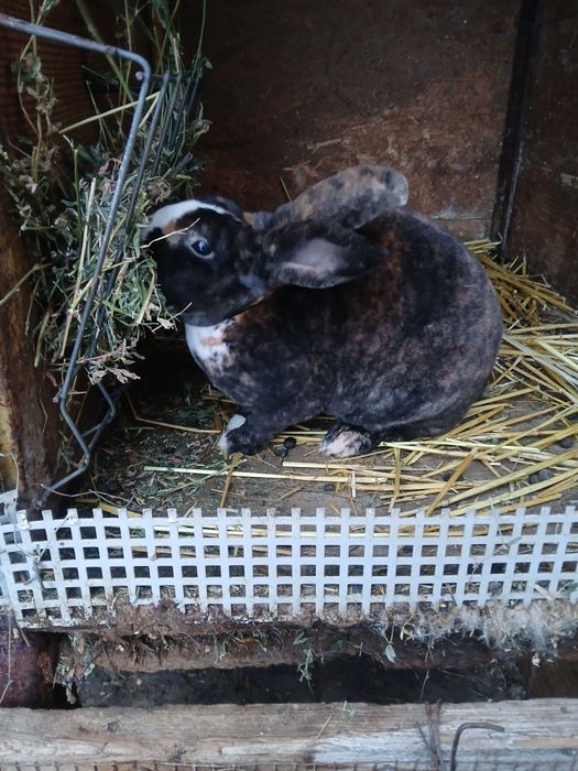 Mascul Rex Foarte bun