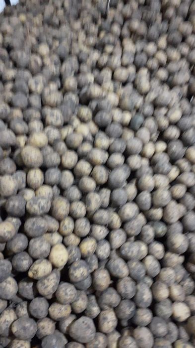 Продам семянной картофель