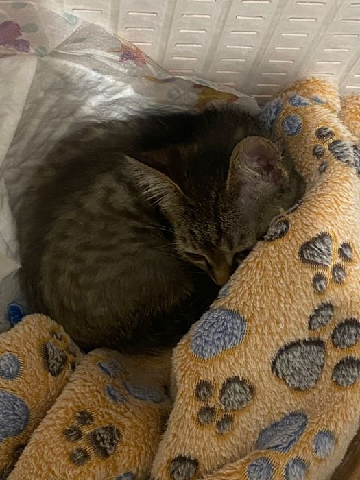 Котенок милая бесплатно