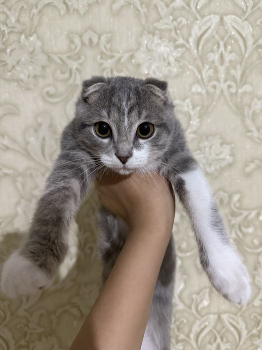 Кошка шотландская