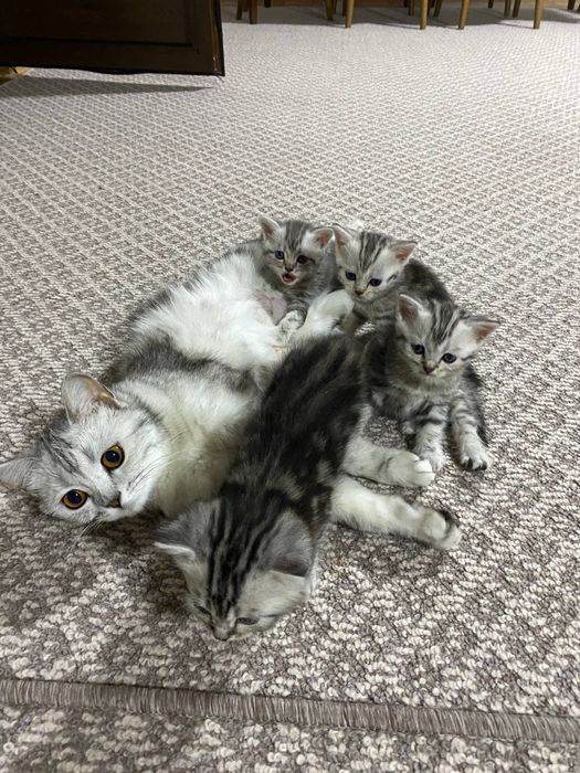 Продается котята