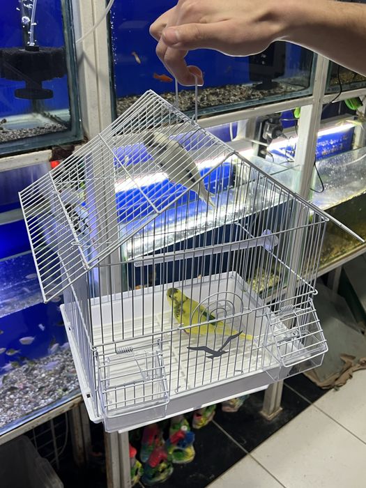 Har hil turdagi papugaylar qafaslari bilan