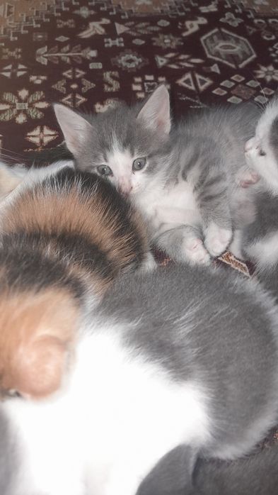 Котята бесплатно/ Марғаулар тегін