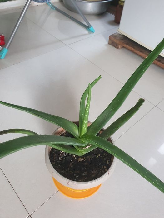 Алоэ лечебный продам