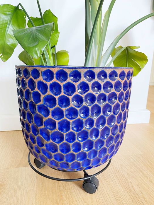 Strelizia Nicolai 140 cm - două plante, ghiveci decorativ inclus