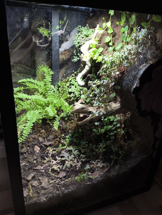 Террариум, флорариум