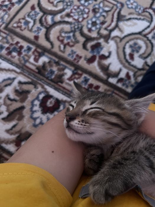 Мысық сатамыз еркек мысық