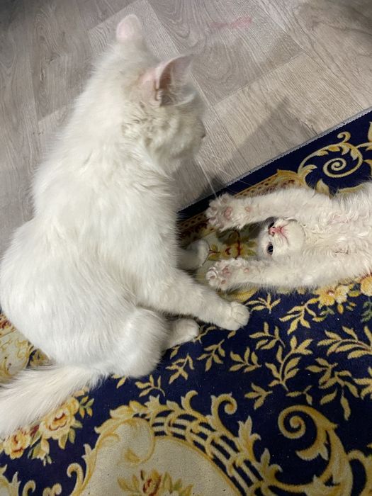котёнок в добрые руки! мальчишка