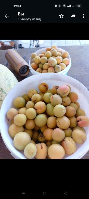 Продам саженцы абрикоса