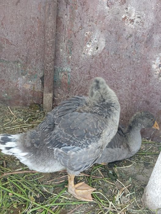 Қаздар сатылады 1 айдан асқан