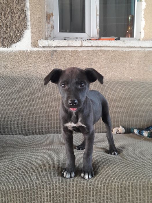 Собака в хорошие руки