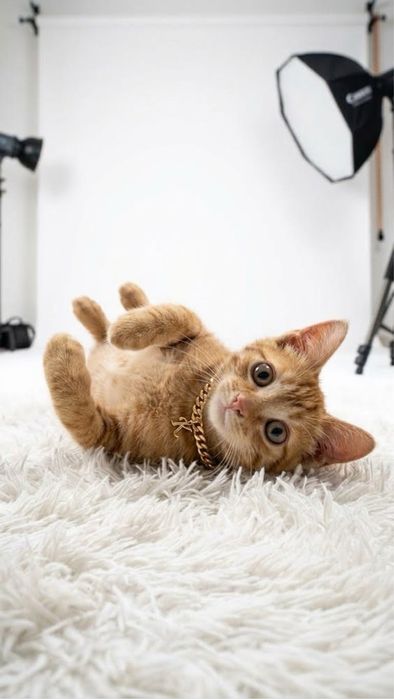 Котенок в добрые руки