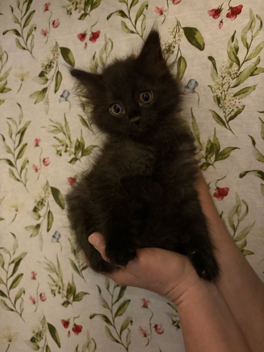 Продаются котята