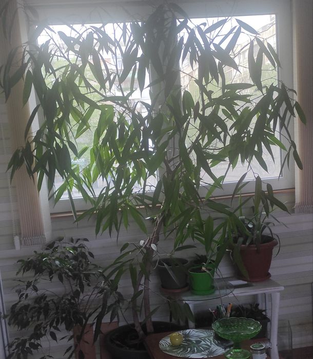 Фикус Али висок 2 метра