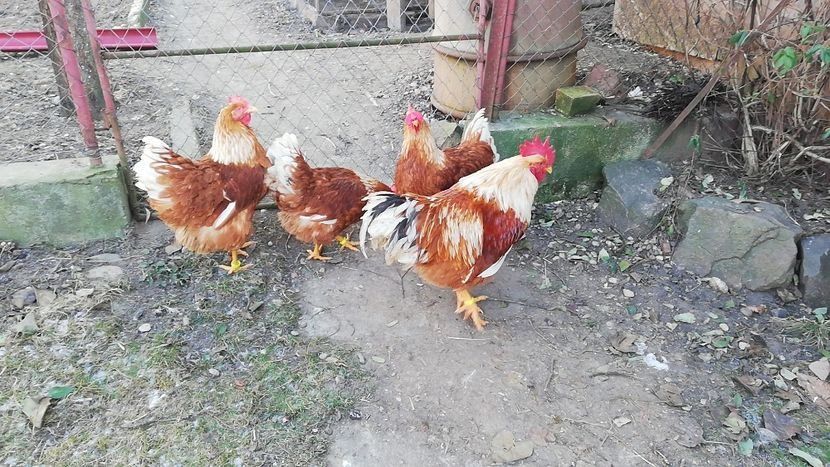 Ouă pentru incubat Australorp, New Hamshire, Brahma, Combatant