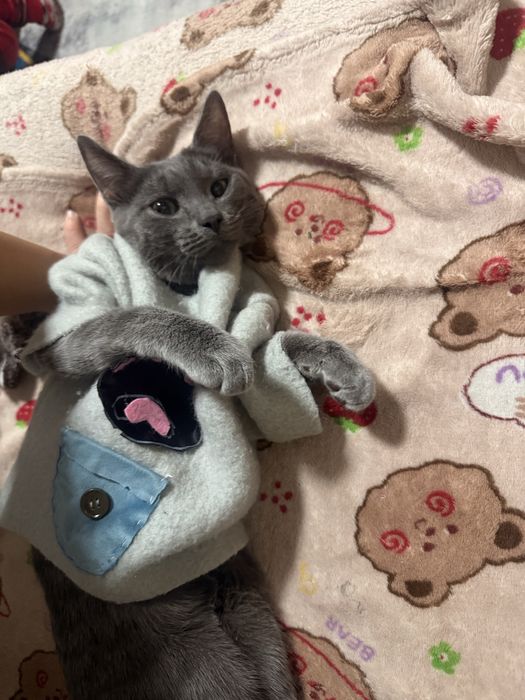 В добрые руки котика кострирован