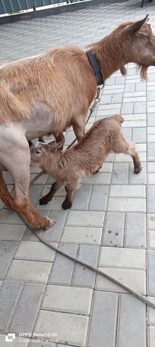 Продам козлёнков
