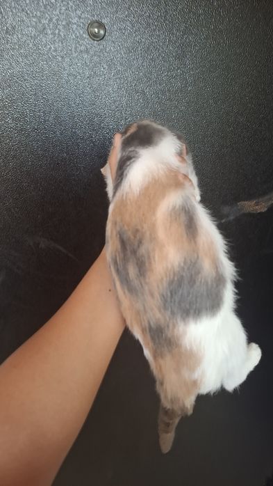 Котята ищят хозяев