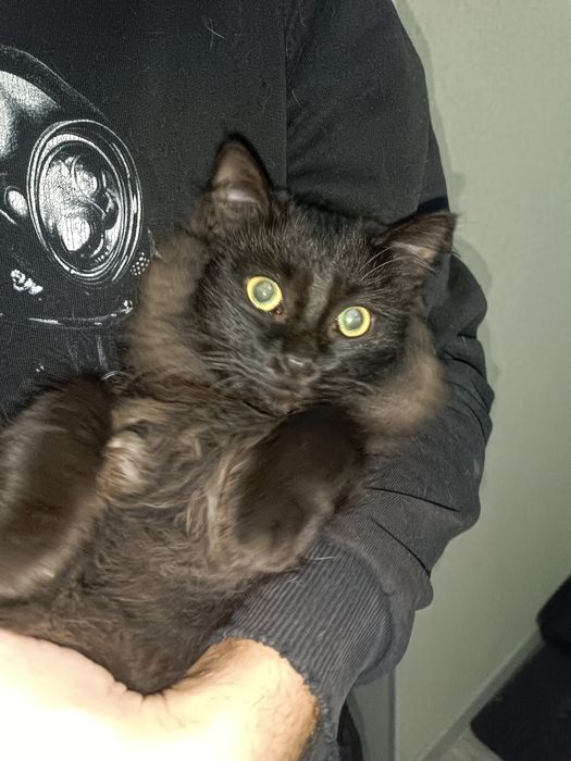 Отдам в добрые ручки