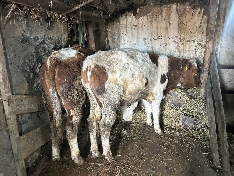 Бычки с открома крс